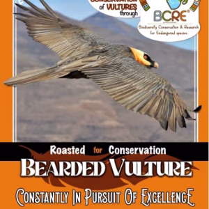 Bearded Vulture